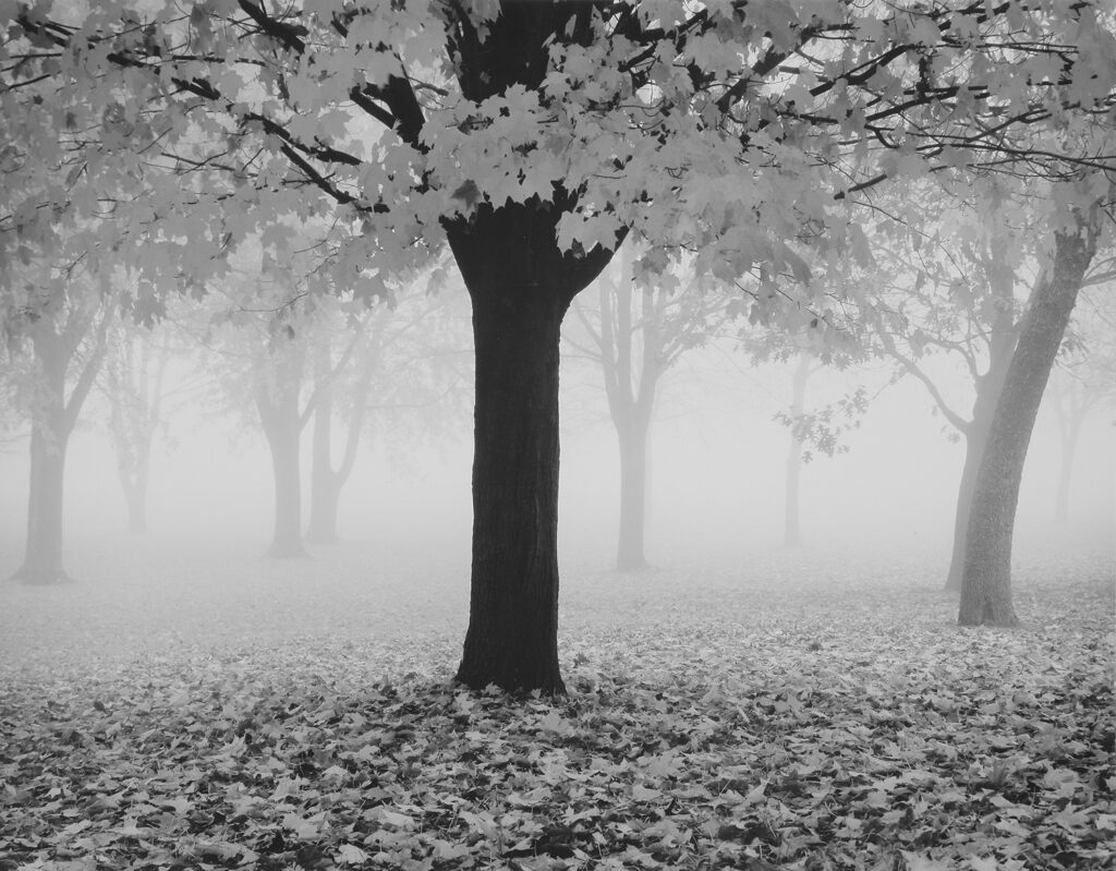 Art_William Lemke Maple Tree in Fog – Waukesha Public Library